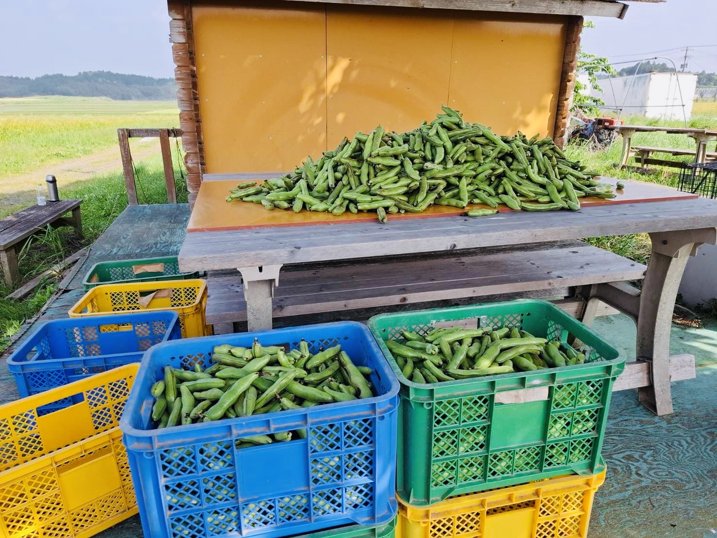 収穫した野菜